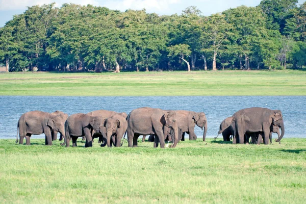 Minneriya National Park