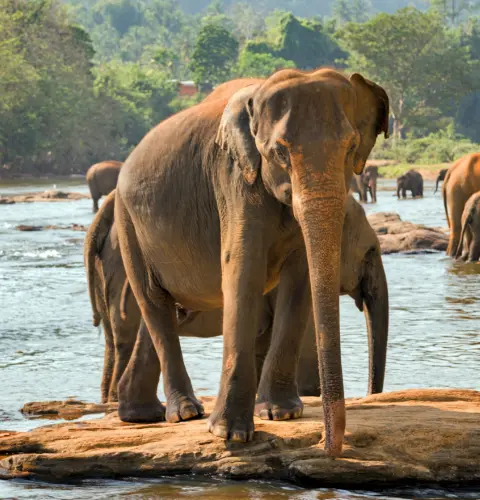 Wild elephant in sri lanka