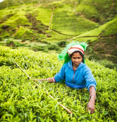 Ceylon Tea