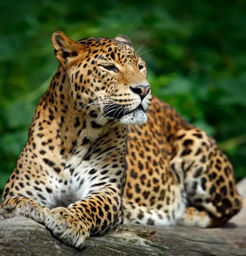 Wild tiger in Sri Lanka