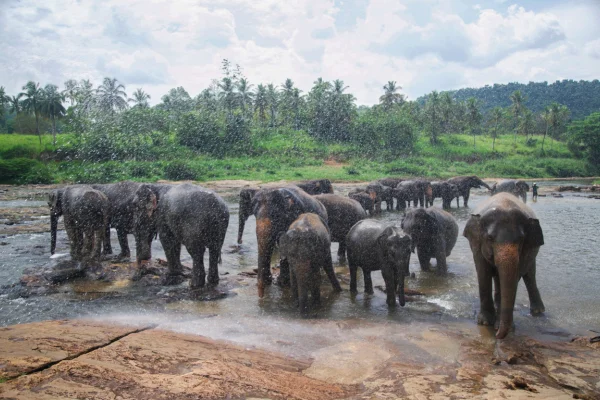 Pinnawala Elephant Orphanage