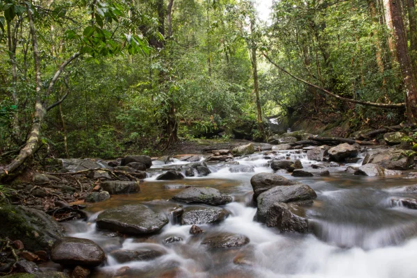 Sinharaja Forest Reserve