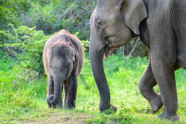 Udawalawa elephants