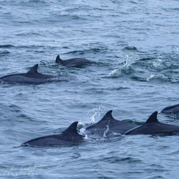 Whale & Dolphin Watching