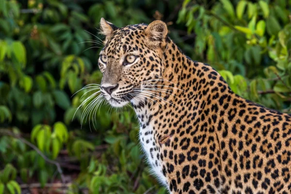 Wilpattu National Park