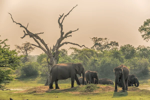 Yala National Park